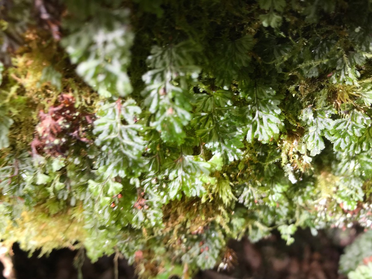 HelloHindy's tweet photo. Another slice of temperate rainforest to share, this time Shaugh Bridge on Dartmoor, with some incredibly rare sp. Check out the filmy fern, we found lots of pockets of it today, so pretty! @nationaltrust @dartmoornpa @WoodlandTrust @Love_plants https://t.co/6U4LKIDh2U