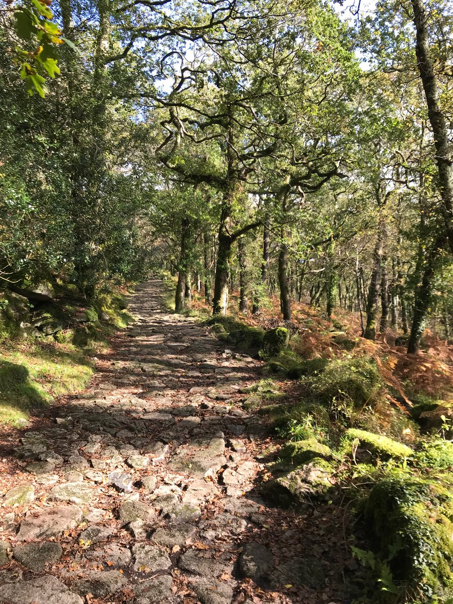 HelloHindy's tweet photo. Another slice of temperate rainforest to share, this time Shaugh Bridge on Dartmoor, with some incredibly rare sp. Check out the filmy fern, we found lots of pockets of it today, so pretty! @nationaltrust @dartmoornpa @WoodlandTrust @Love_plants https://t.co/6U4LKIDh2U