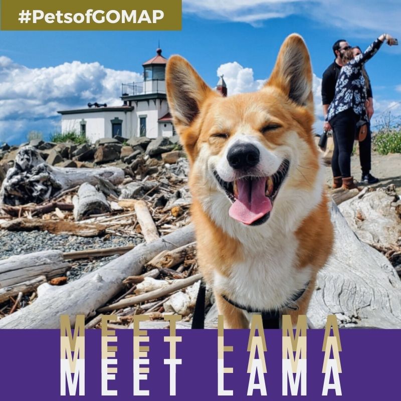 UWgsee's tweet photo. ๐พBoop! Lama here. My hooman partner Victor says I'm a big boy - weighing at about 36lbs! Don't worry though, I'm still the most adorable Corgi you've ever met. In fact, I've been on the front page of many sub-Reddits, so I guess you can call me an infl-WOOF-encer.
#PetsofGOMAP https://t.co/BCvMF0lyTE