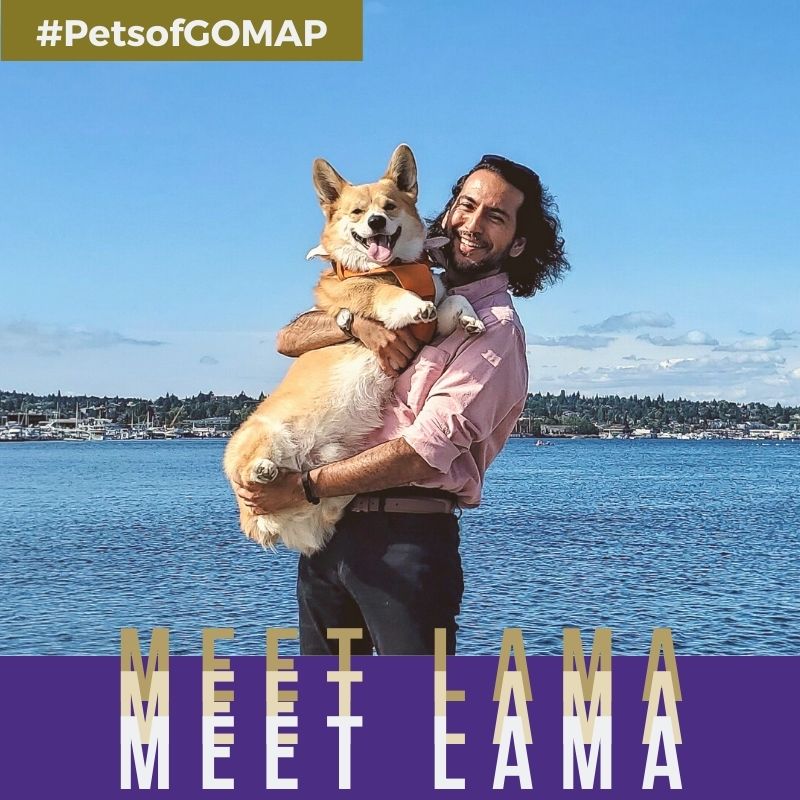 UWgsee's tweet photo. ๐พBoop! Lama here. My hooman partner Victor says I'm a big boy - weighing at about 36lbs! Don't worry though, I'm still the most adorable Corgi you've ever met. In fact, I've been on the front page of many sub-Reddits, so I guess you can call me an infl-WOOF-encer.
#PetsofGOMAP https://t.co/BCvMF0lyTE
