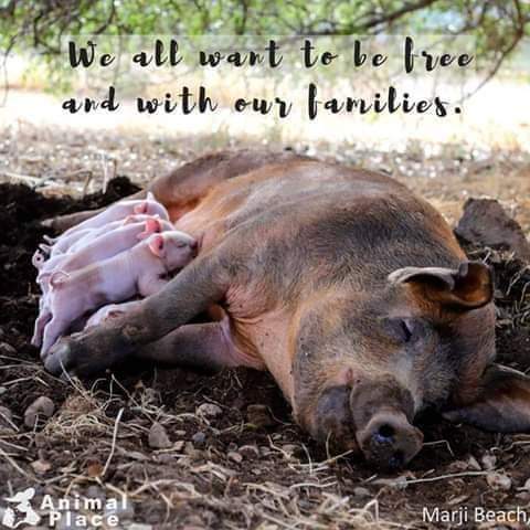 This is a mother's unconditional love, spare a thought for her for she is free from harm and raising her babies in peace. 😌

#love #lovestory #animals #freefromharm #veganism