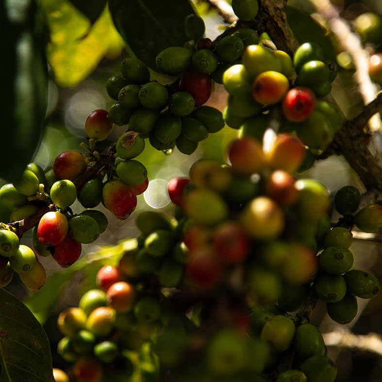 PNUDperu's tweet photo. La producción de #CaféPeruano está en manos de más de 223 mil productores que podrían ser afectados por el #CambioClimático🌡️

Desde @PNUD con @Sernanp y asociaciones productoras promovemos un café resiliente, en armonía con la naturaleza https://t.co/F8GC0Ljlo4 #COP26 https://t.co/eckLRC1qLv