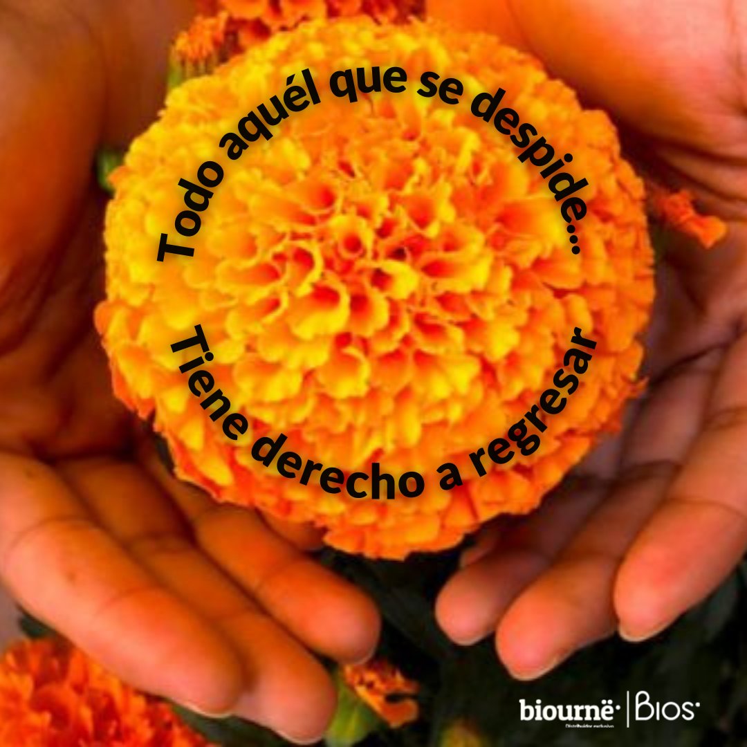 BiourneMx's tweet photo. La flor de cempasúchil es considerada como símbolo de identidad nacional. Esta flor es utilizada principalmente en Día de Muertos, ya que consideraban que sus flores representaban al sol y servían para iluminar el camino de las almas en su camino al otro mundo. 🧡 https://t.co/RtV6O8H64p