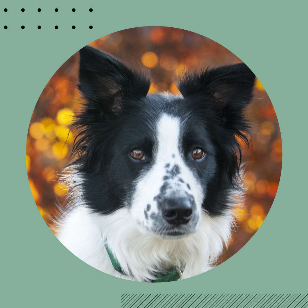 Work From Anywhere Fridays means we get to spend some time with our pets! Meet Uly, our Project Manager Jamie’s adorable assistant!
#WFAF allows us to be #flexible in our physical workspace + create a personally inspiring environment to produce amazing work!