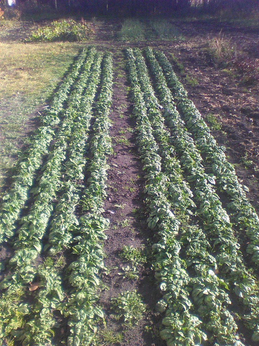 Wally Satzewich tweet media