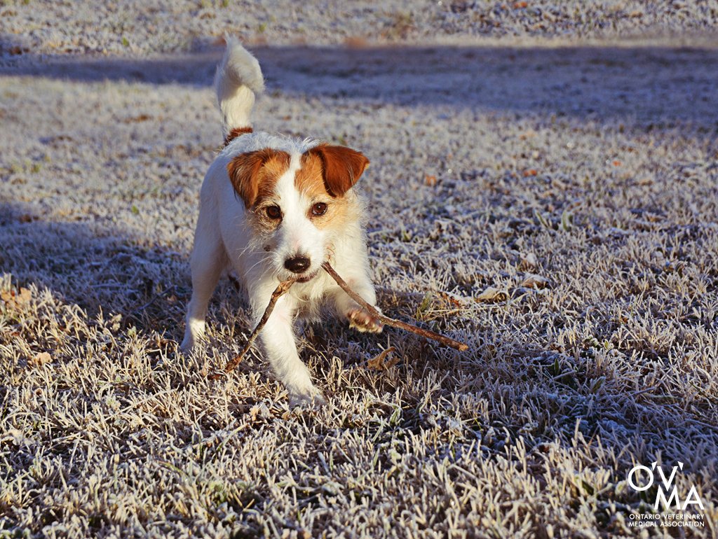 OnVetMedAssoc tweet picture