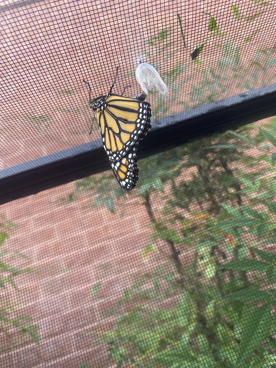 Our class butterfly hatched today!