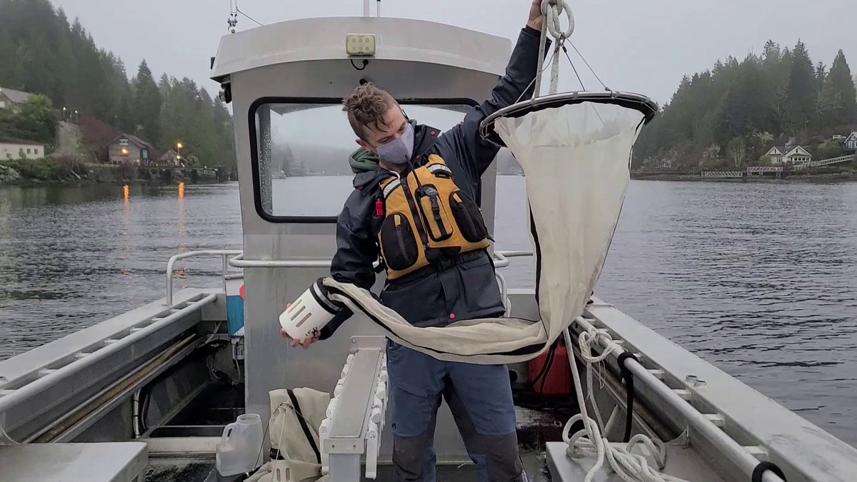 BamfieldMSC's tweet image. Hey teachers - do you want to take your students on a virtual field trip? 

On Nov 5 - 9:30 am, #BMSCLive is offering Oceanography 101.  Join us for a boat ride into Bamfield Inlet, and learn about tools used by oceanographers to collect real data!

bit.ly/BMSCLive