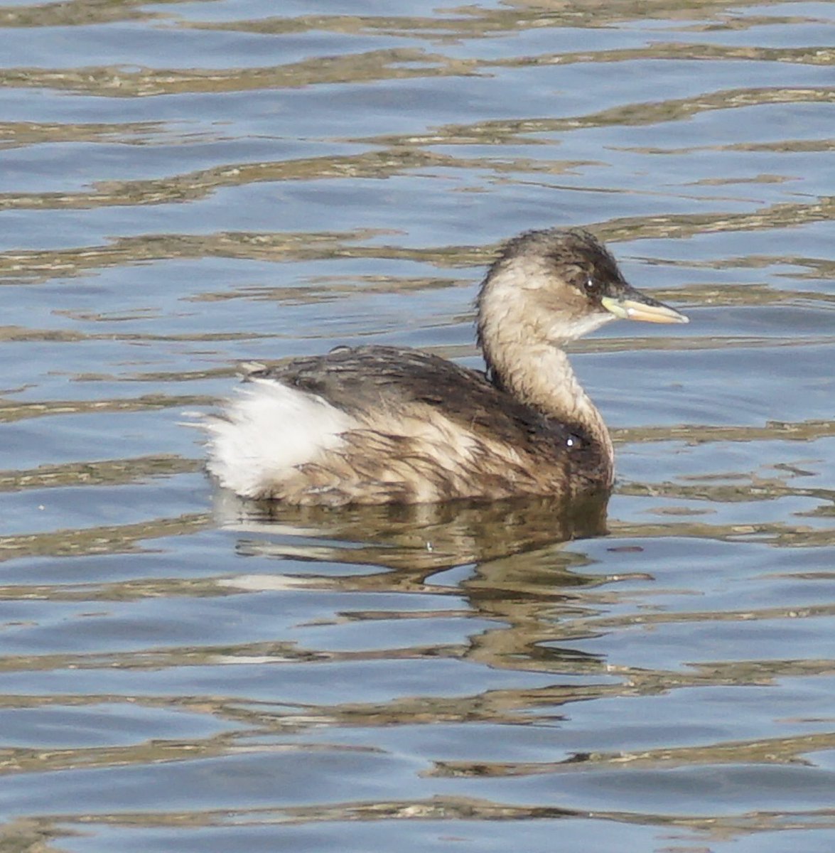 jmpicasprat's tweet photo. Els dos primers #bitxac i #cabusset els altres dos no ho tinc clar #pardaldepassa i #lluer ? #lestartit @birdcatalunya https://t.co/htA4YoFPFO