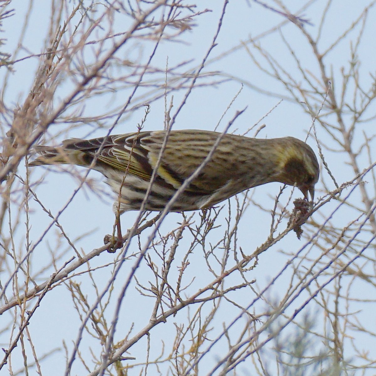 jmpicasprat's tweet photo. Els dos primers #bitxac i #cabusset els altres dos no ho tinc clar #pardaldepassa i #lluer ? #lestartit @birdcatalunya https://t.co/htA4YoFPFO