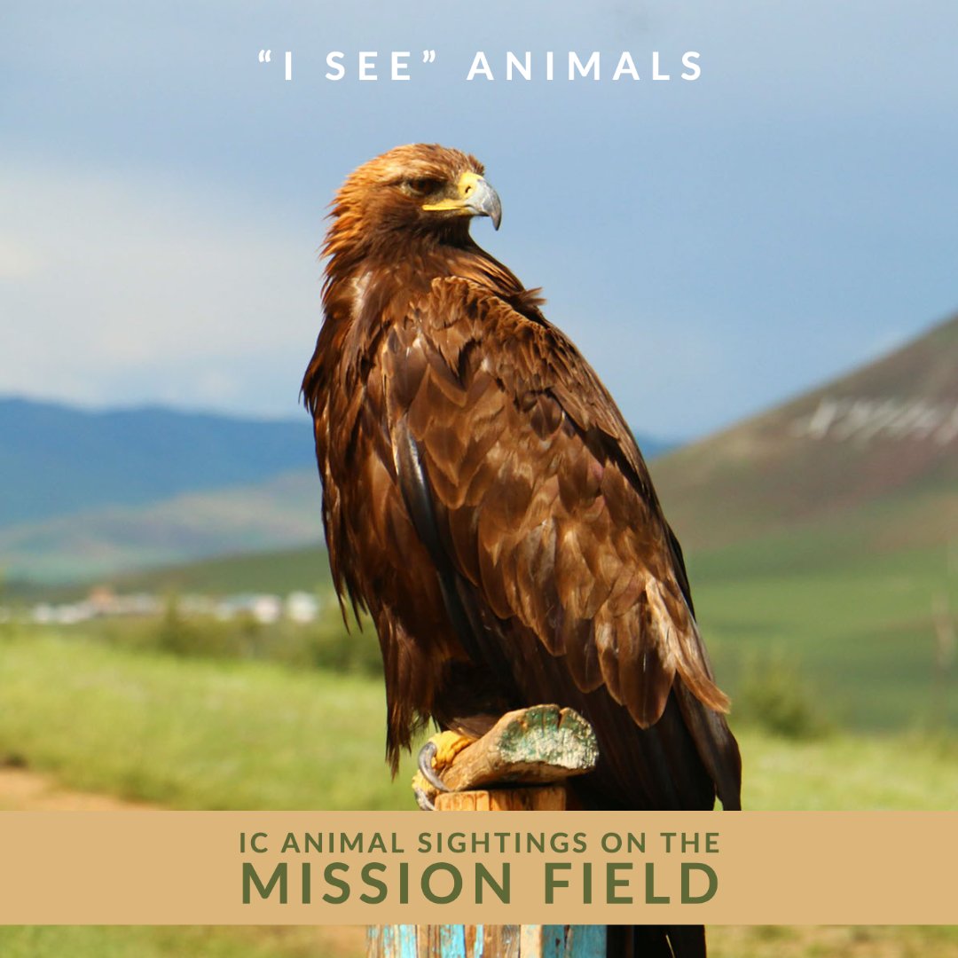 IntlCommission's tweet image. 🇲🇳 This golden eagle was spotted in Mongolia by @thekryptonian during an international project. Quiz: on how many continents can golden eagles be found in the wild?
--
#internationalcreation  #ICanimals #IseeAnimals  #animal #wildlife #eagles
