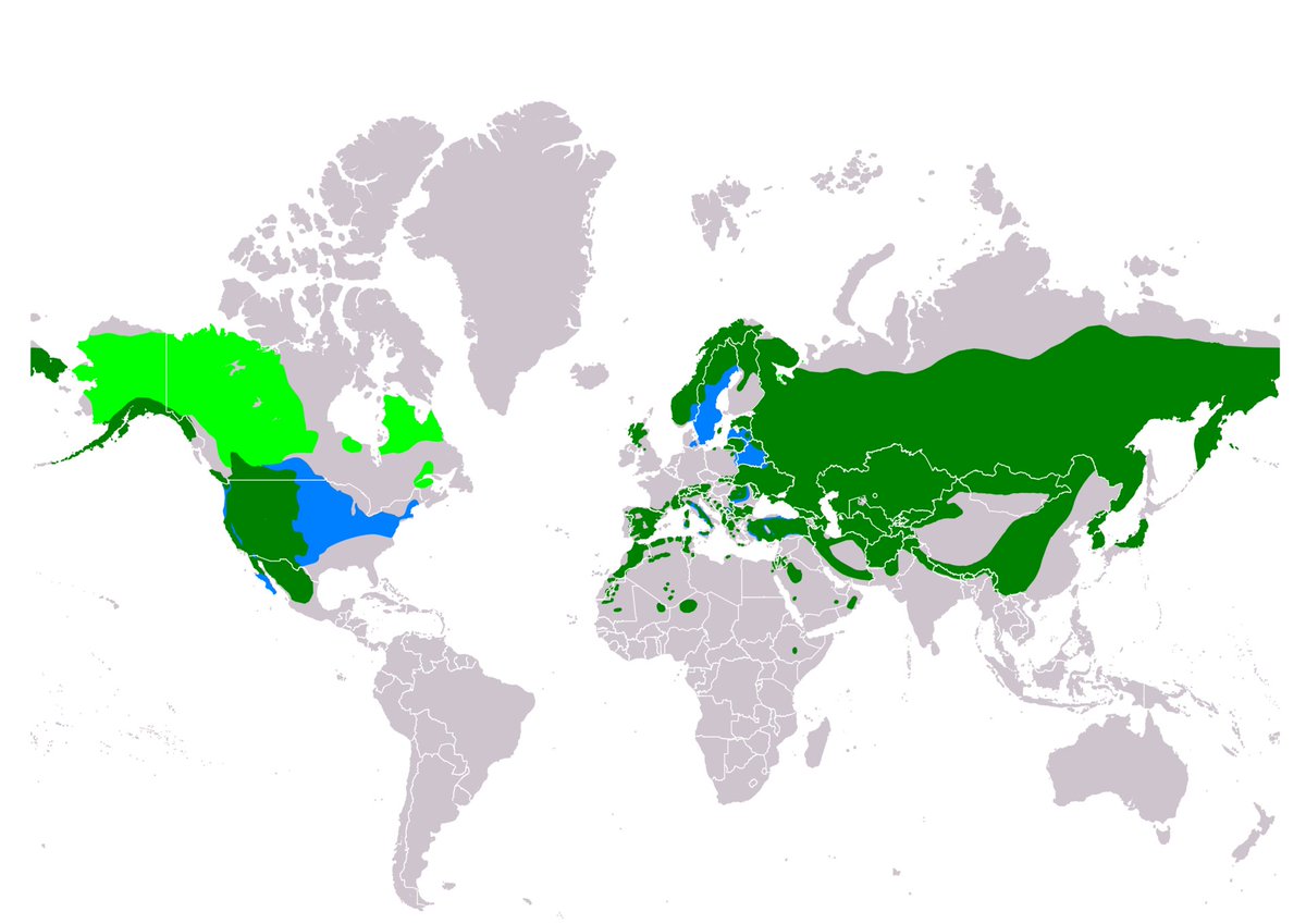 IntlCommission's tweet image. 🇲🇳 This golden eagle was spotted in Mongolia by @thekryptonian during an international project. Quiz: on how many continents can golden eagles be found in the wild?
--
#internationalcreation  #ICanimals #IseeAnimals  #animal #wildlife #eagles