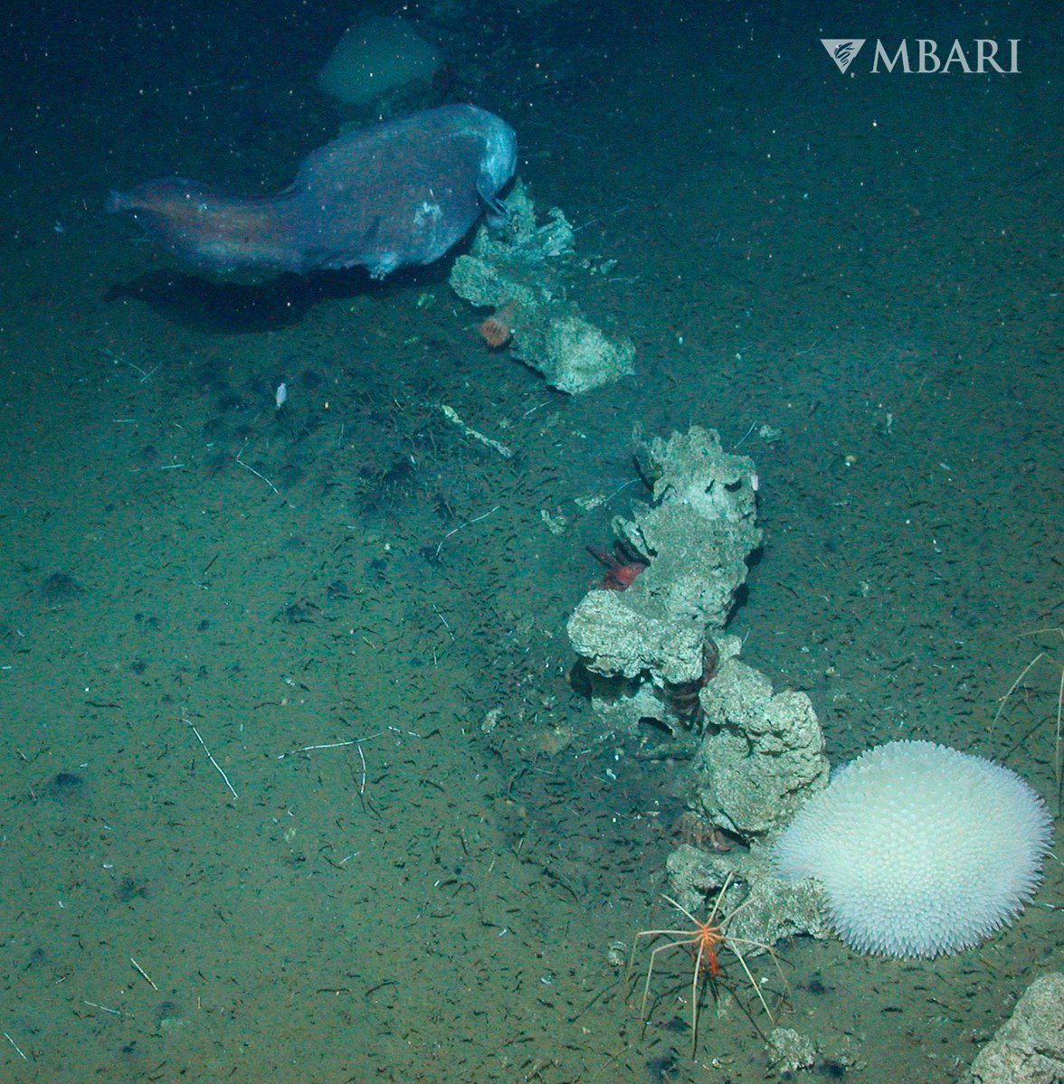 It's not Halloween without giant sea spiders 🕷️ 🌊🎃 

Instead of spinning a delicate web of silk to trap prey, a giant sea spider uses a tube-like proboscis to slurp up its prey. More about these fascinating creatures: mbari.co/CreatureFeature
#halloween2021 #DeepSeaHalloween