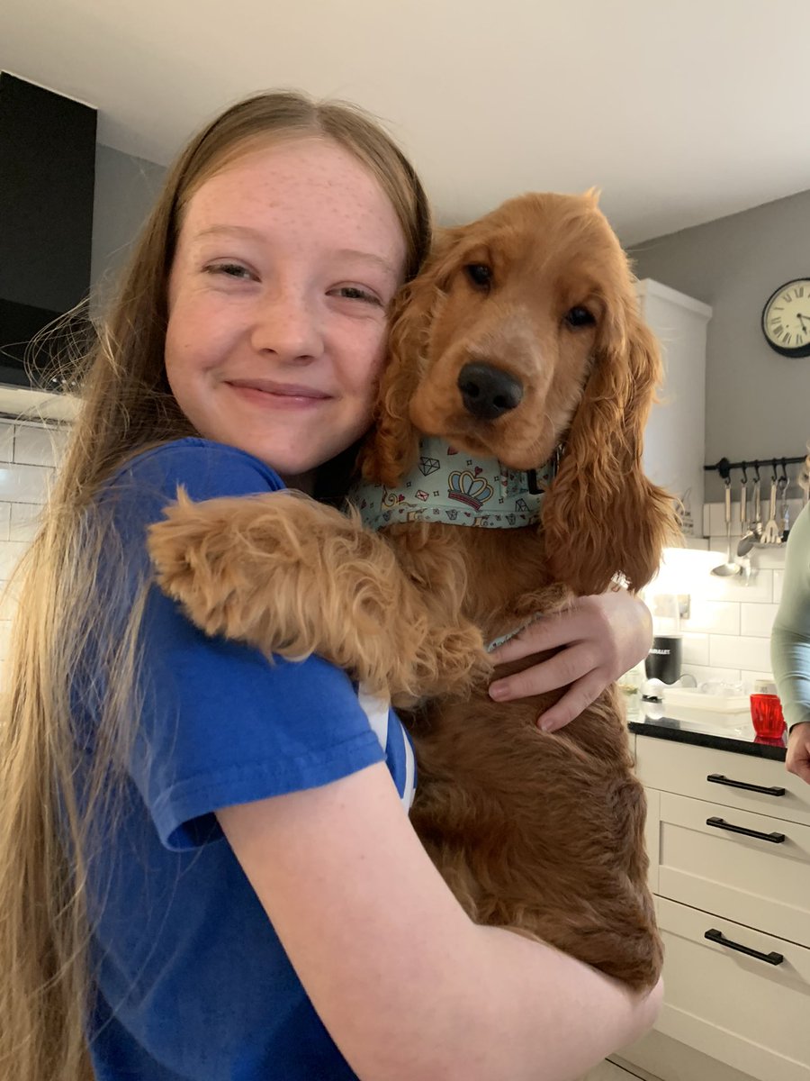 VictoriaMaryRe2's tweet photo. I am now nanny to this lovely furbaby Meet Freddie the newest member of our family. #showcocker #dogsoftwitter #dogs #cockerspaniel https://t.co/7mJYdZ0G6a
