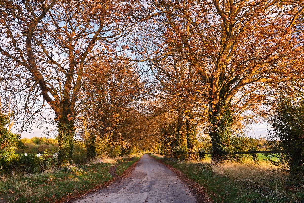 Matt_P_Wright's tweet photo. Sadly, these much loved Horse Chestnut trees between Wantage &amp; Ardington on Nov 1st due to safety. They will be sadly missed. Blessed with lovely autumn light this evening to capture them in their majesty. Prints available #wantage #ardington #conkerally #treekinedavenue https://t.co/V3Va1fV05Q