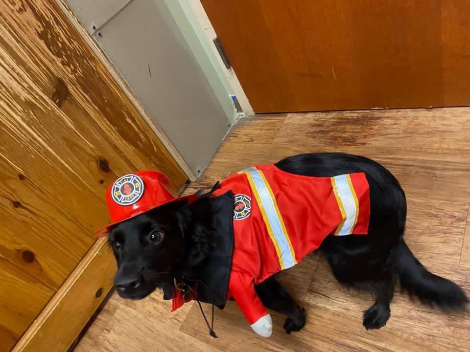 ___Briscoe's tweet photo. Pete is costume party ready 🔥🧯 @CampBowWow https://t.co/UZrINp59oG