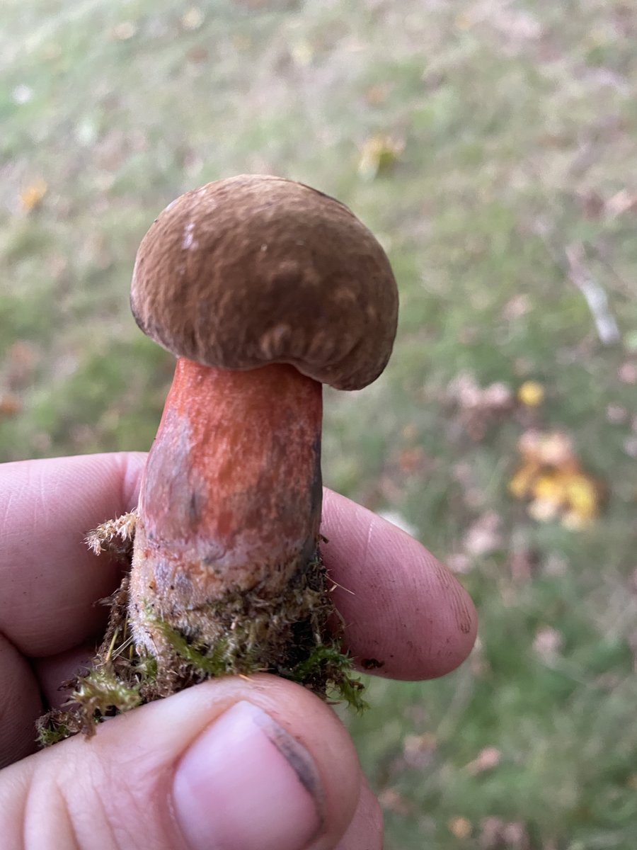 Scarletina Bolete aka dotted stem bolete found on one of todays foraging walks. Bit of a surprise to be honest. We have a few more walks this year. 

totallywilduk.co.uk/foraging-cours…

#scarletinabolete #dottedstembolete #boletus #mushrooms #wildmushrooms