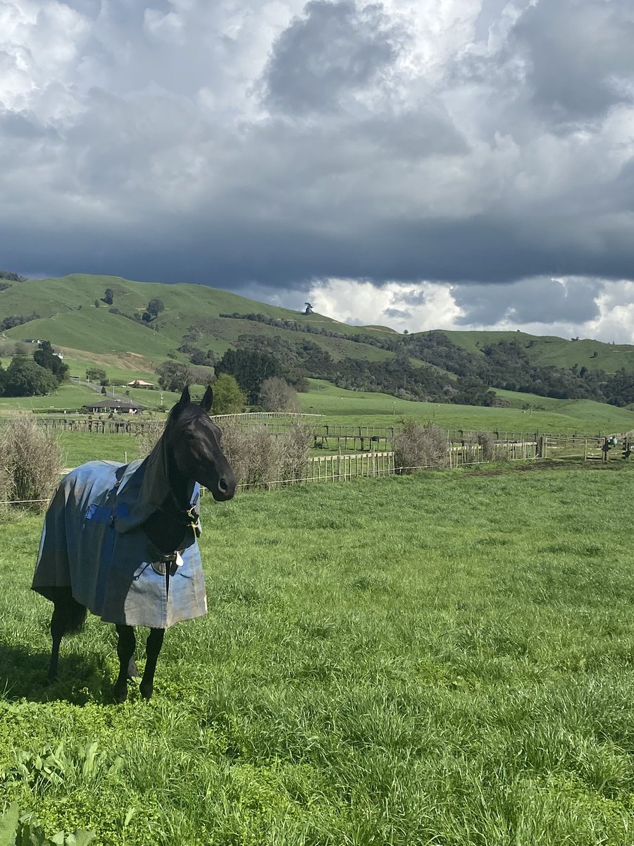 Emspartaracing's tweet photo. Elephant & Rhinoceros safely back in NZ & on spring grass. They got us in the top 10 Vic metro trainers for a bit which would have been unbelievable if you told me that would happen before we left in August. Just Border Leicester left aiming for the Jericho #whataspring 🐘🦏 #zoo https://t.co/5XvUjL5lOP
