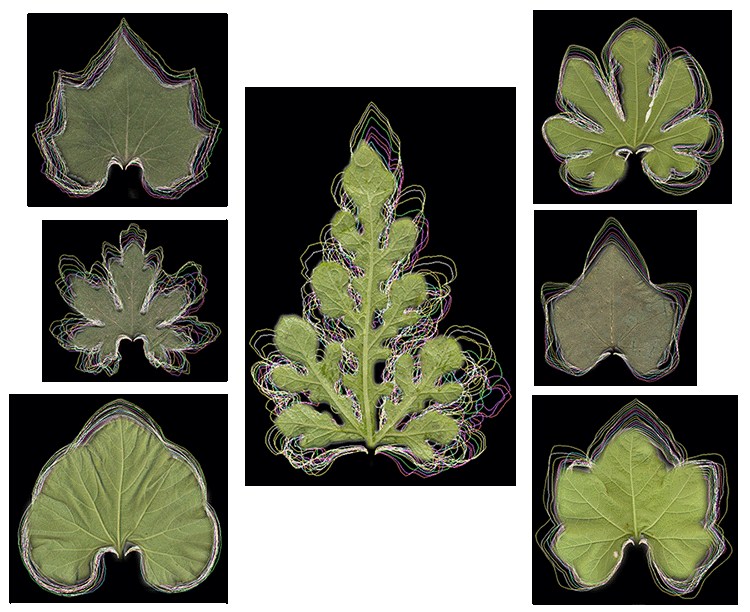 Botanical_'s tweet image. Digital #morphometrics: Application of MorphoLeaf in shape visualization &amp;amp; species delimitation, using #Cucurbitaceae as a model. New in #AppsPlantSci by @Oso_Tee &amp;amp; Adeniyi Jayeola bsapubs.onlinelibrary.wiley.com/doi/full/10.10… @WileyEcolEvol @wileyplantsci @hojasyhelechos @yale_eeb @plantbiology