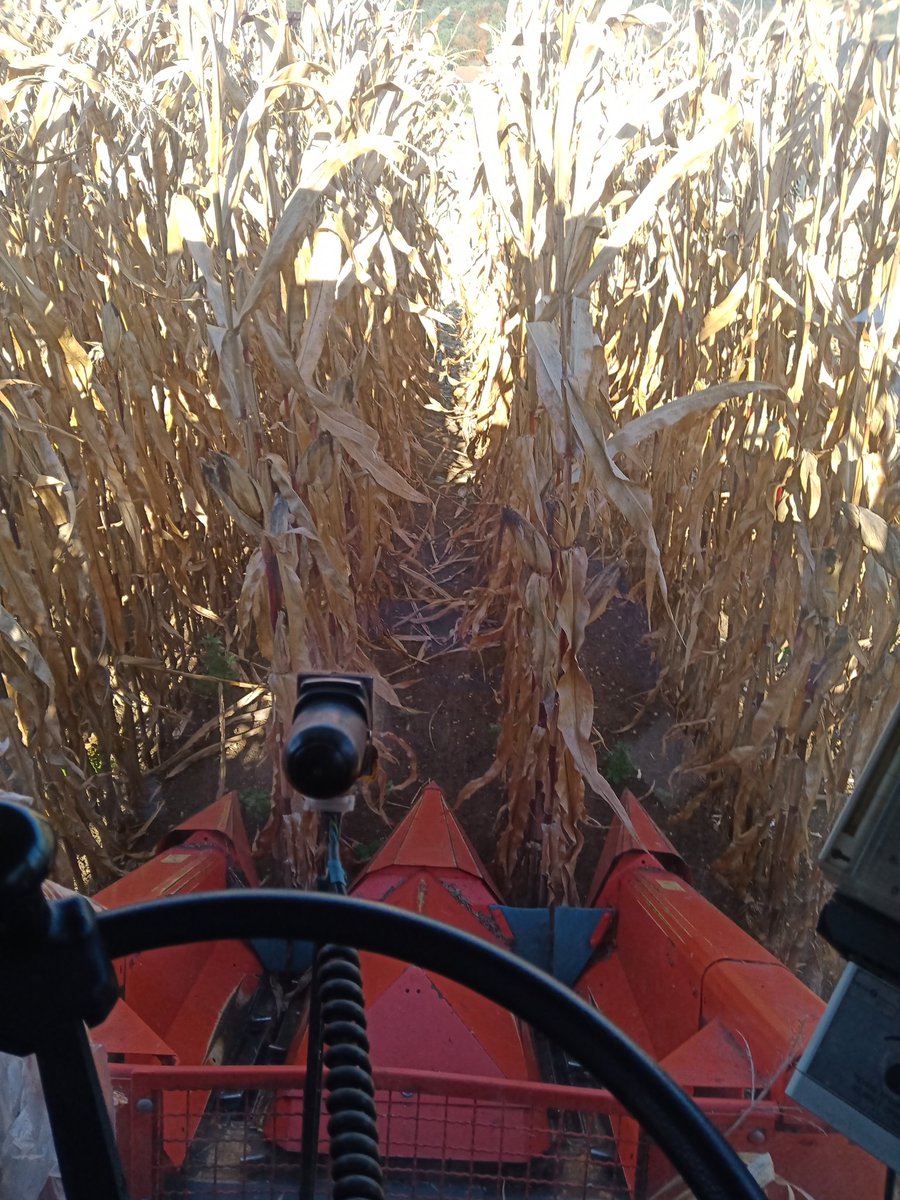 BenoitMallinger's tweet photo. On sent la fin de moisson, journée bien rempli. Récolte des 160 maïs grain (variété, biostim) de @bigard_q puis changement et récolte des sorgho grain avant les pluies même si pas sec. Bon c'est pas exceptionnel pi dur à régler la machine. Et fini par du chia. Apéro maintenant 🍻 https://t.co/m3KQAPVStP