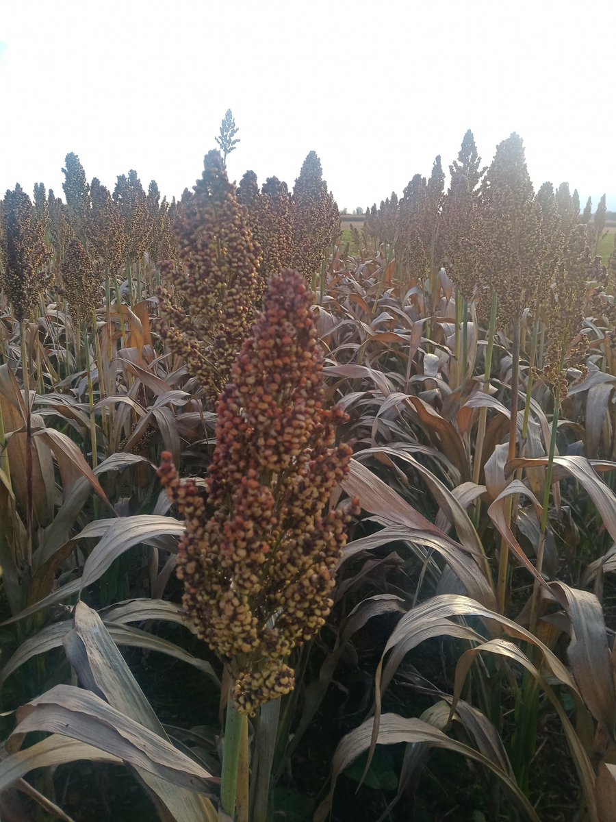 BenoitMallinger's tweet photo. On sent la fin de moisson, journée bien rempli. Récolte des 160 maïs grain (variété, biostim) de @bigard_q puis changement et récolte des sorgho grain avant les pluies même si pas sec. Bon c'est pas exceptionnel pi dur à régler la machine. Et fini par du chia. Apéro maintenant 🍻 https://t.co/m3KQAPVStP