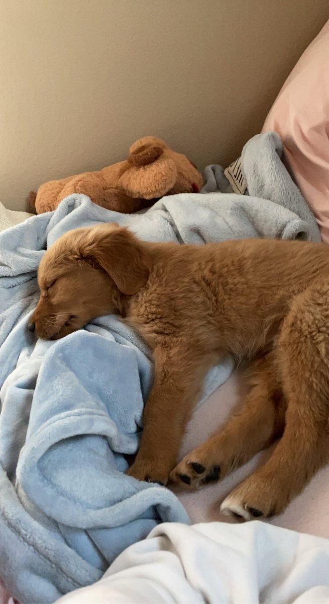 eimajwot's tweet photo. Twitter fam! I haven’t introduced you to Summit yet… my fluffy little lover butt is a red retriever and he is 9 weeks old now. My dream puppy 🥰💛 https://t.co/Eif0ruzwSF