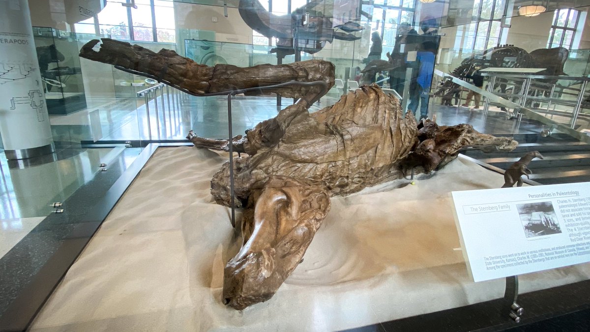 AMNH's tweet photo. Today’s spooky Exhibit of the Day: the dinosaur mummy in the Hall of Ornithischian Dinosaurs! It’s a fossilized carcass of a duck-billed dino that offers a glimpse at the texture of its skin—which was similar to the skin on bird feet!

Plan your visit: https://t.co/QXSfs2156o https://t.co/pDBn9slZp9