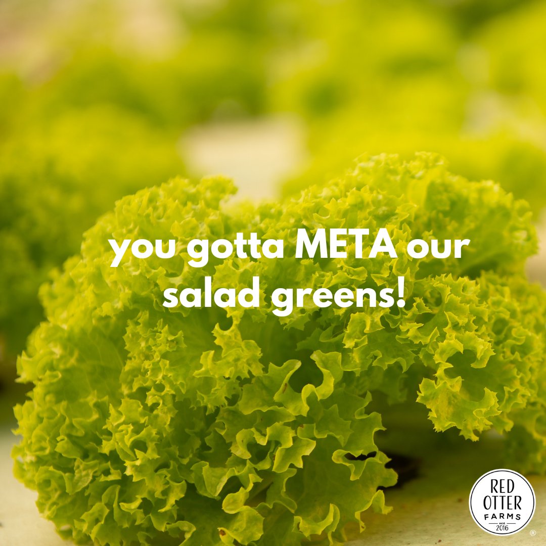 redotterfarms's tweet photo. Eva #META Lettuce? Neva till ya geta #RedOtterFarms 
#Facebook #HealthyFood #SaladGreens #HealthyEating #FoodieFriday #Friday #Food #Health https://t.co/AfH8AXcFjO