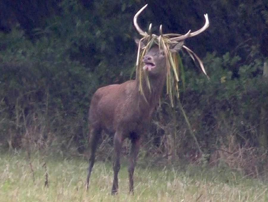 zinfandelorgani's tweet photo. Somerset Wildlife Crime: "What specimen is a man, to seek out and delight, to salivate and enjoy with predatory perversion the destruction of a most wonderful creature." https://t.co/Jpokviz9lC