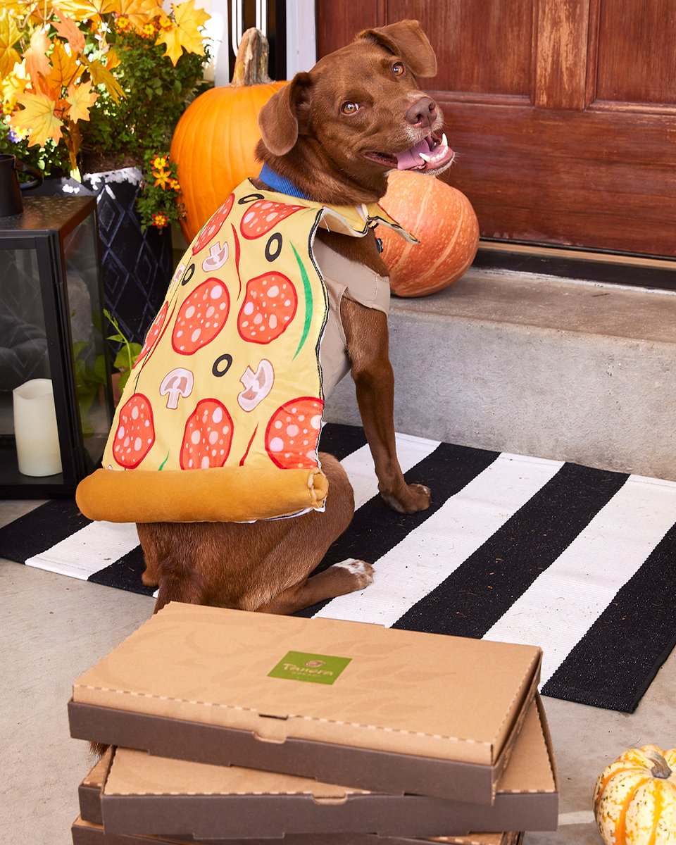 panerabread's tweet image. many of you. have asked about my costume. i am dressed as a pizza which mom says makes me a pizza bagel - bagel 🐾 #Halloween