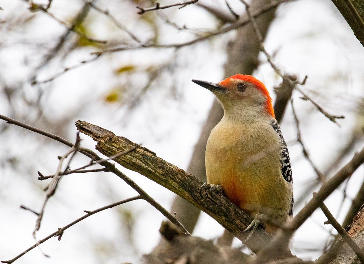 DarkWaterPhotos's tweet photo. In the west ravine of High Park, a Red Bellied Woodpecker showed up! 😊👍

#WildTO #CityOfTO #Wildlife #Woodpeckers #TorontoPhotoWalks #CanGeoBirds #CeleBirdy #BirdingDailyTO #HighPark #UrbanForest #StopThe413 #WalkInTheWoods #Toronto #Ontario 

https://t.co/R5PMOspsUo https://t.co/6y4d20iPS0