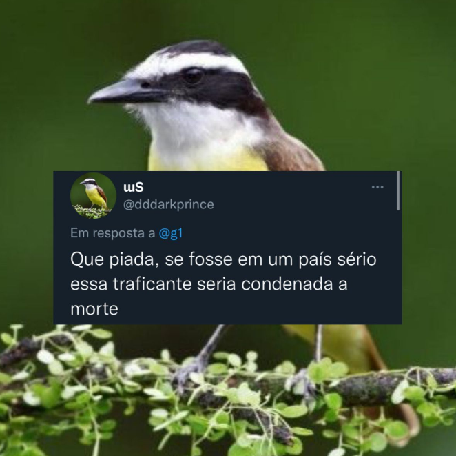 hang_fc's tweet photo. q passarinho mais bravo https://t.co/Fd4RELKOLI