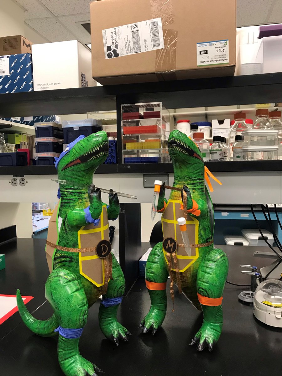 The Mosca Lab (@moscalab) on Twitter photo <a href="/geneseesci/">Genesee Scientific</a> Heroes in a half-shell! Teenage Mutant Ninja Dinos! Cowabunga! <a href="/geneseesci/">Genesee Scientific</a> Heroes in a half-shell! Teenage Mutant Ninja Dinos! Cowabunga!