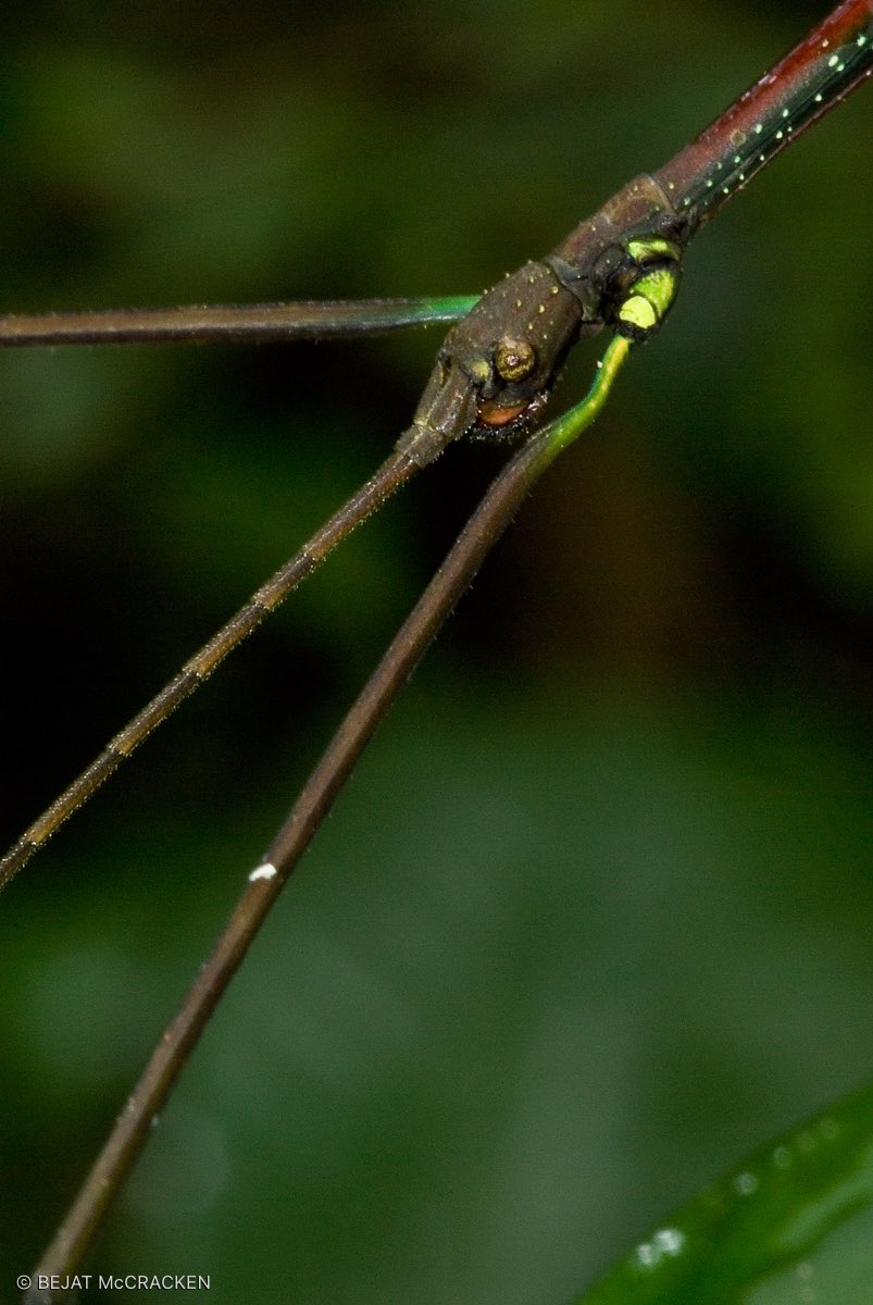 #StickInsects come in all shapes and sizes and are herbivores. Their unique camouflage protect them from predators. #StickBug #Insect #TiputiniBiodiversityStation #Rainforest #Amazonia #YasuniNationalPark #YasuniBiosphereReserve #UNESCOBiosphereReserve #Biodiversity #Conservation