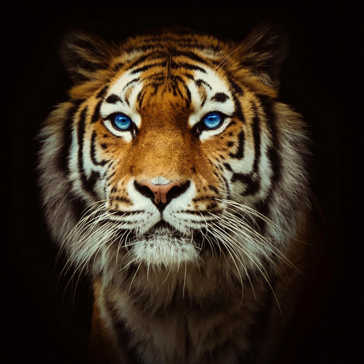 NazirStyler's tweet image. #NeuesProfilfoto