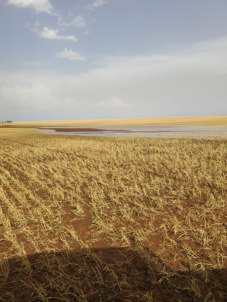 A few pics of the storm and damage from Thursdays storm. 100% damage on about 1500 acres