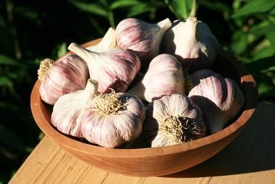 Pegplant's tweet photo. Fall is the time to plant garlic. This could be one of the easiest edible plants you can grow here in the DC metro area, just plant the cloves in the ground or container and harvest next summer. #gardening #garlic #garliccloves #DMV #herbs #culinaryherbs https://t.co/DFZZXpiuMM https://t.co/0MVSqwRuWC