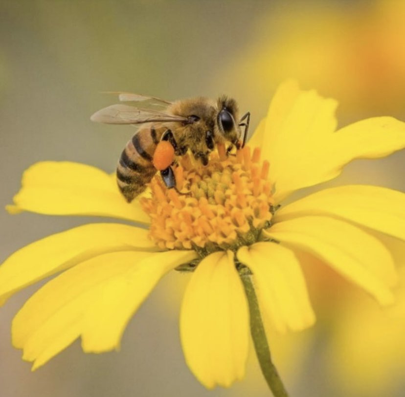 Wayne State students, we are one week away from the Solveathon workshop, bee sure to register through the link in bio!

#ilitchbusiness #waynestateuniversity #waynestatestudents #workshop #sustainability #innovate #misbbellwsu #solvemit