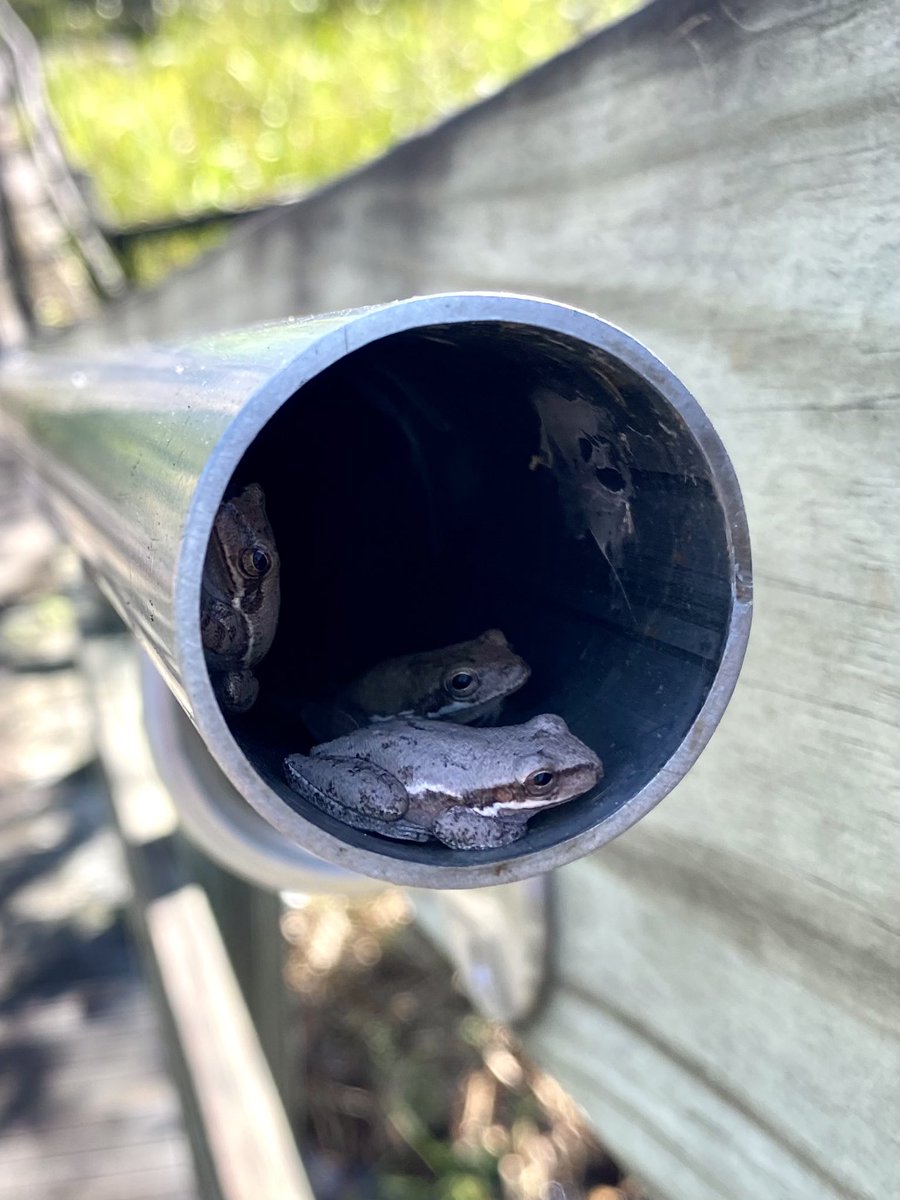 GinaGoesOutside's tweet photo. it is Frog Tube Friday. be aware https://t.co/E5ChqRE5hP