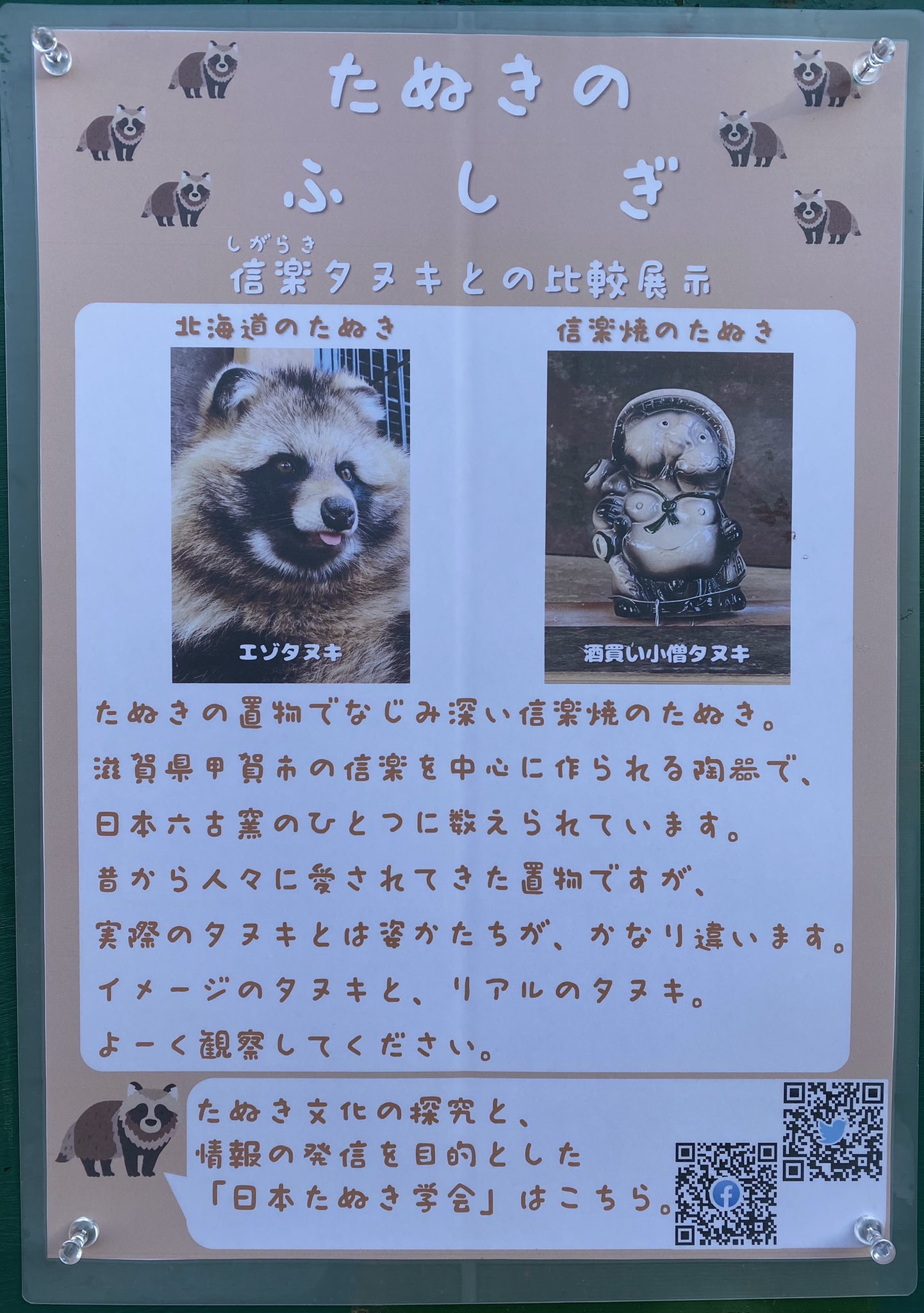 تويتر 新アカウントへ引越し中 おびひろ動物園 على تويتر イメージするたぬきと リアルのタヌキ ぜひ比較して見てみて下さい エゾタヌキ Raccoondog 今日のたぬき モユクカムイ ちなみに 米国等にタヌキは生息していないため 英語でタヌキは