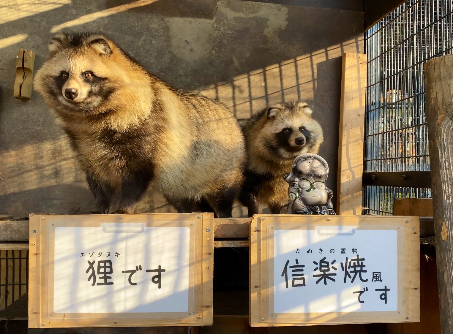 تويتر おびひろ動物園 公式 على تويتر 北海道のたぬきと 信楽のたぬき エゾタヌキ Raccoondog 今日のたぬき モユクカムイ T Co Mwajaup0sv