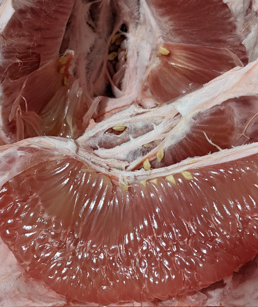 pika chuchu tweet media