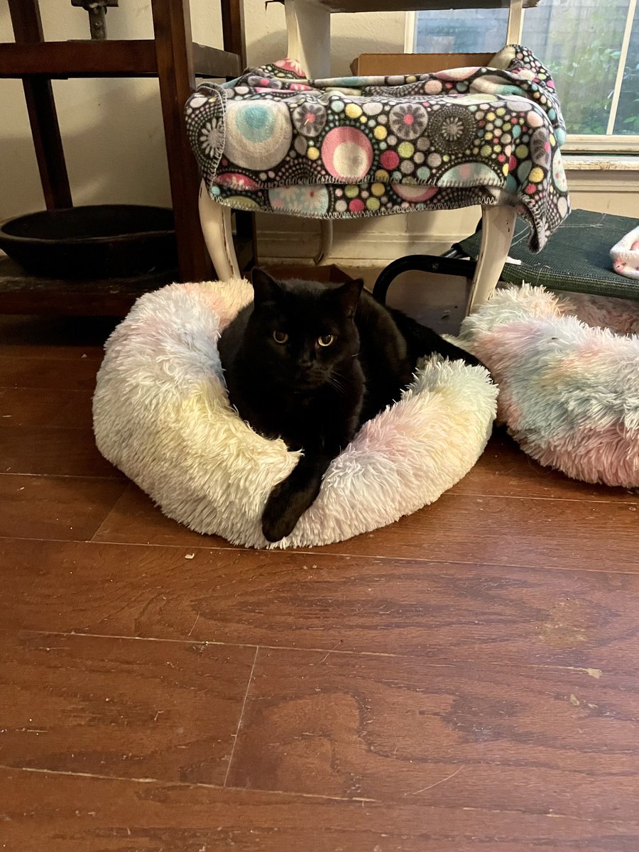 artdecored's tweet photo. Happy #nationalcatday from 12 year old Nole, the boss of the house #catsoftwitter #blackcat #spotoftheweek https://t.co/2F0GxQkZM4
