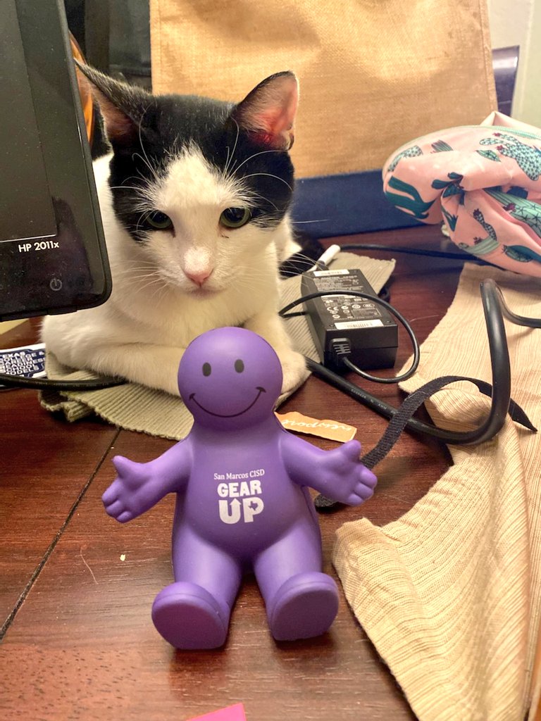GEARUP_SMCISD's tweet photo. National Cat Day 😻 Check out our cute #GEARUPWorks cat, Robert! 
#CatsOfTwitter https://t.co/mSZ7IJlSMl