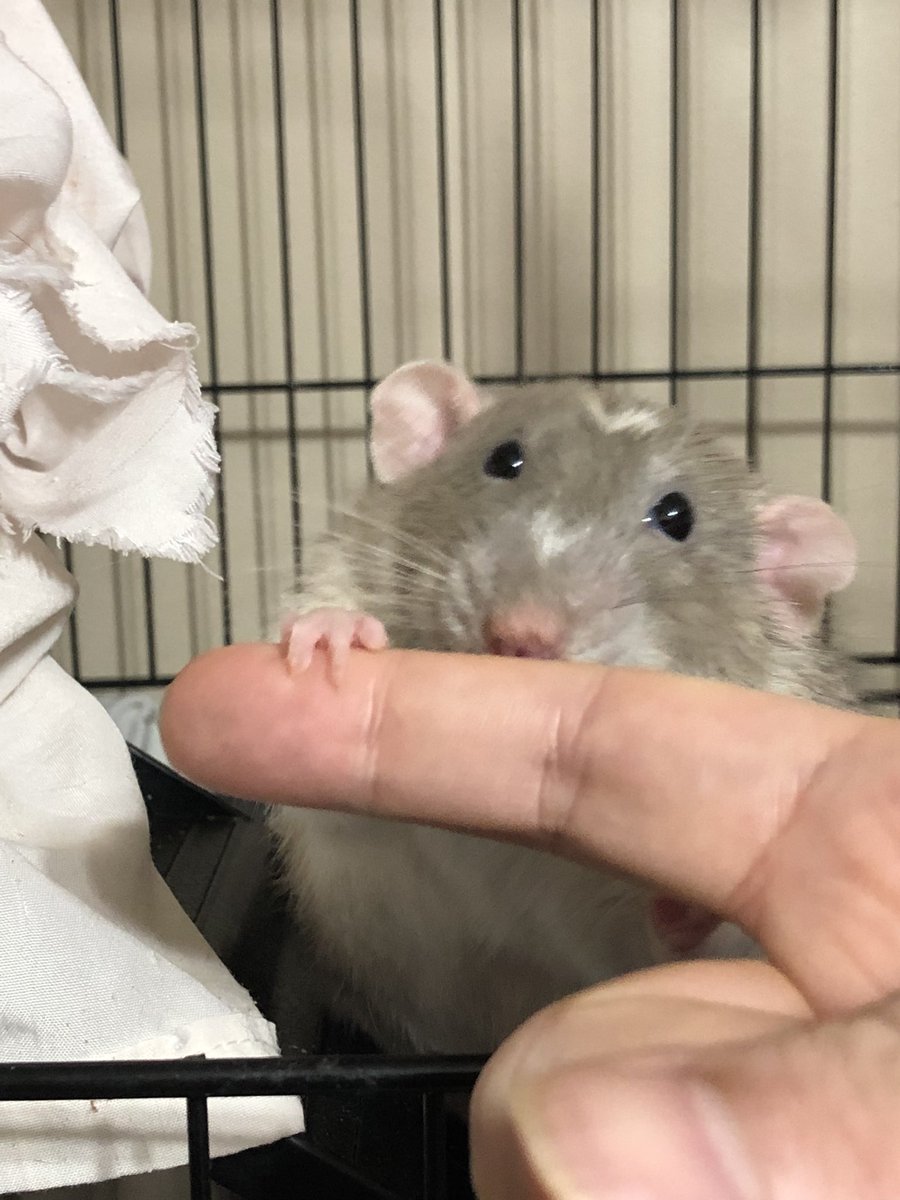 Mr Pickle and Gravy Boy! Bean was nested up so I couldn’t get a shot of him!!