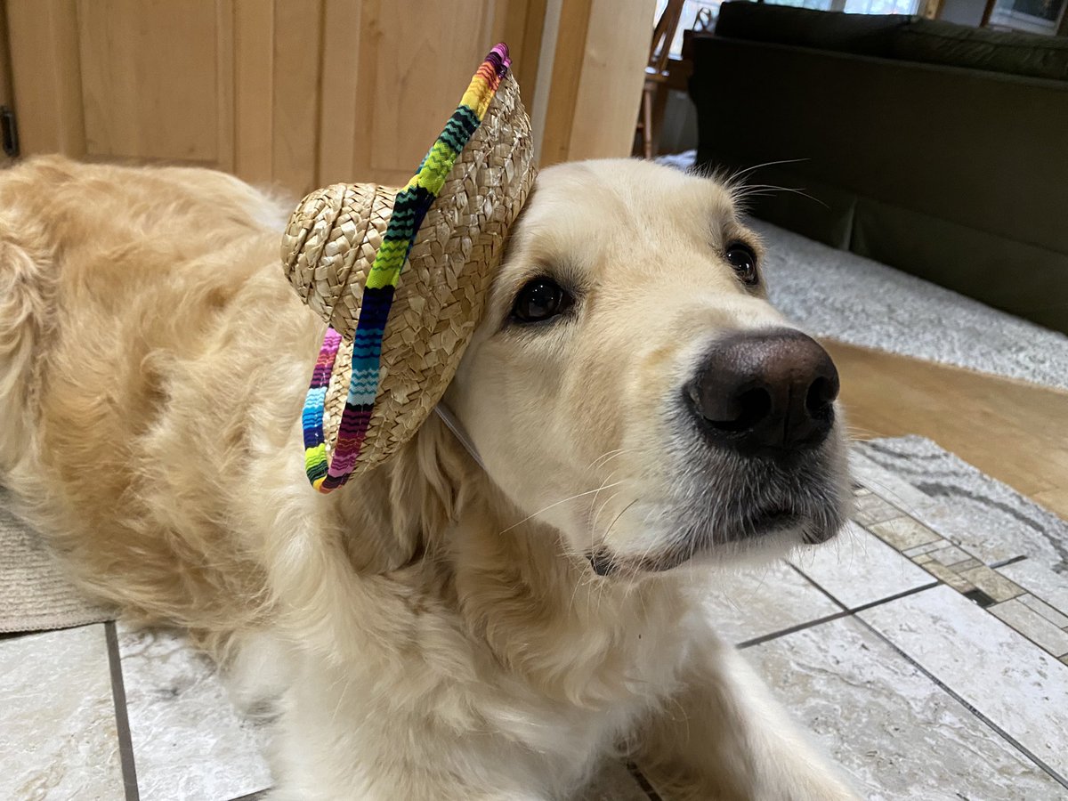 WalterTheGolden's tweet photo. Is there a hotline to report this sh*t? #makeherstop #halloween https://t.co/1NB05otcE3