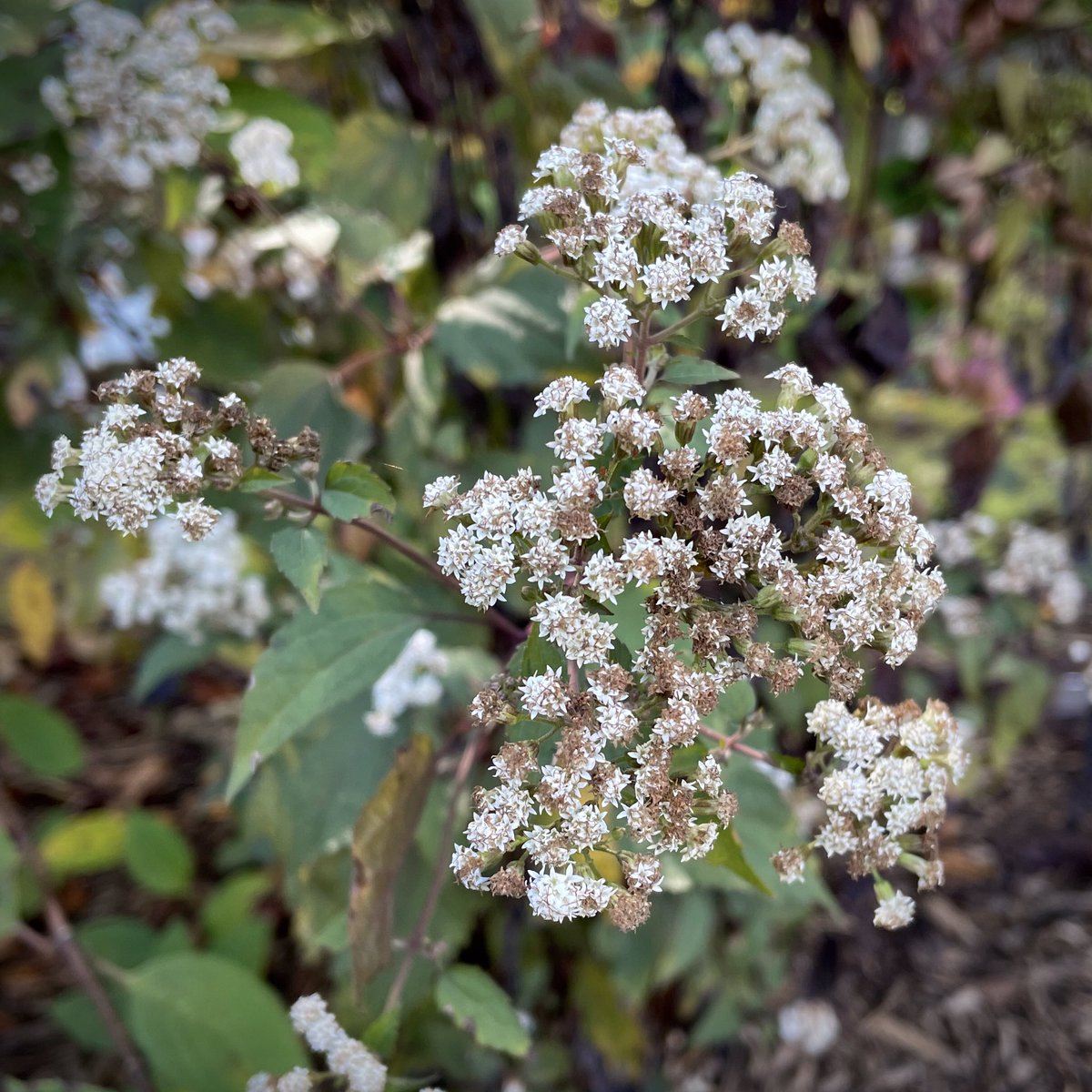 tracy_woods_'s tweet photo. One of my favorite ‘wicked plants’ - Ageratina altissima 'Chocolate' - Chocolate White Snakeroot. This species is infamous for causing thousands of deaths of early settlers & their livestock. 👻 🎃 😈 #snakeroot https://t.co/76ulu4tVfR https://t.co/549GUyjt2D