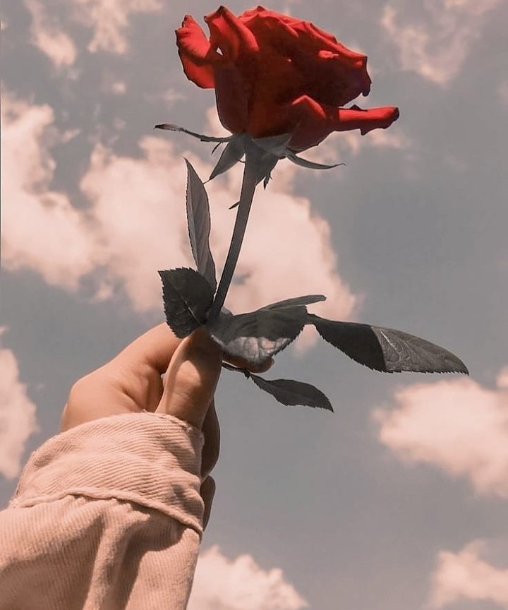 akucewekbetawi's tweet photo. Mawar bisa tumbuh menawan dengan ciri khas warnanya...
Kamu pun bisa menjadi sosok yang istimewa dengan ciri khas dirimu sendiri... 🌹
#goodmorning #mawarmerah #janganlupabersyukur https://t.co/DoXe7Mwk4O