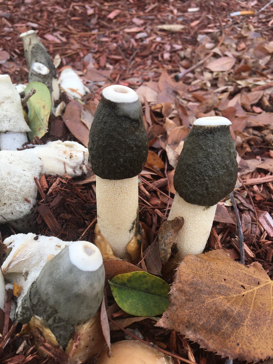 Matt_Reynolds77's tweet photo. #Stinkhorns and #jelly #FungusFriday https://t.co/7tbus3WigO