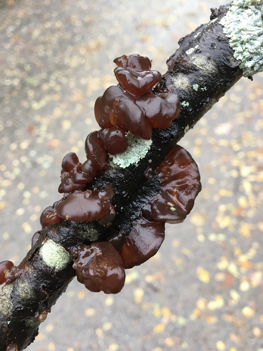 Matt_Reynolds77's tweet photo. #Stinkhorns and #jelly #FungusFriday https://t.co/7tbus3WigO